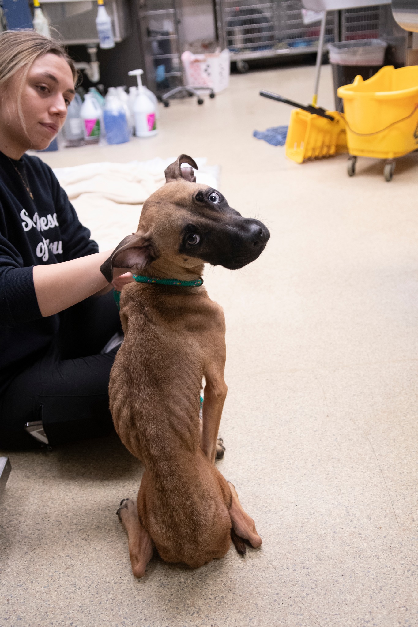 malnourished pup