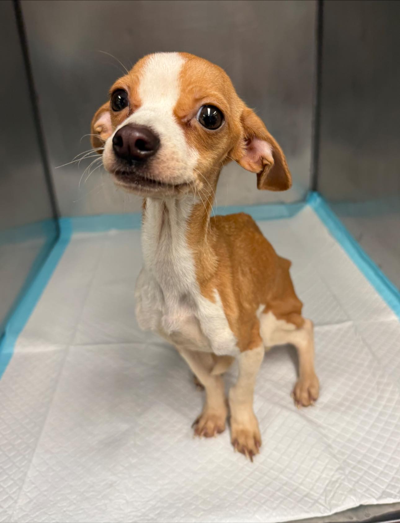malnourished puppy in a kennel