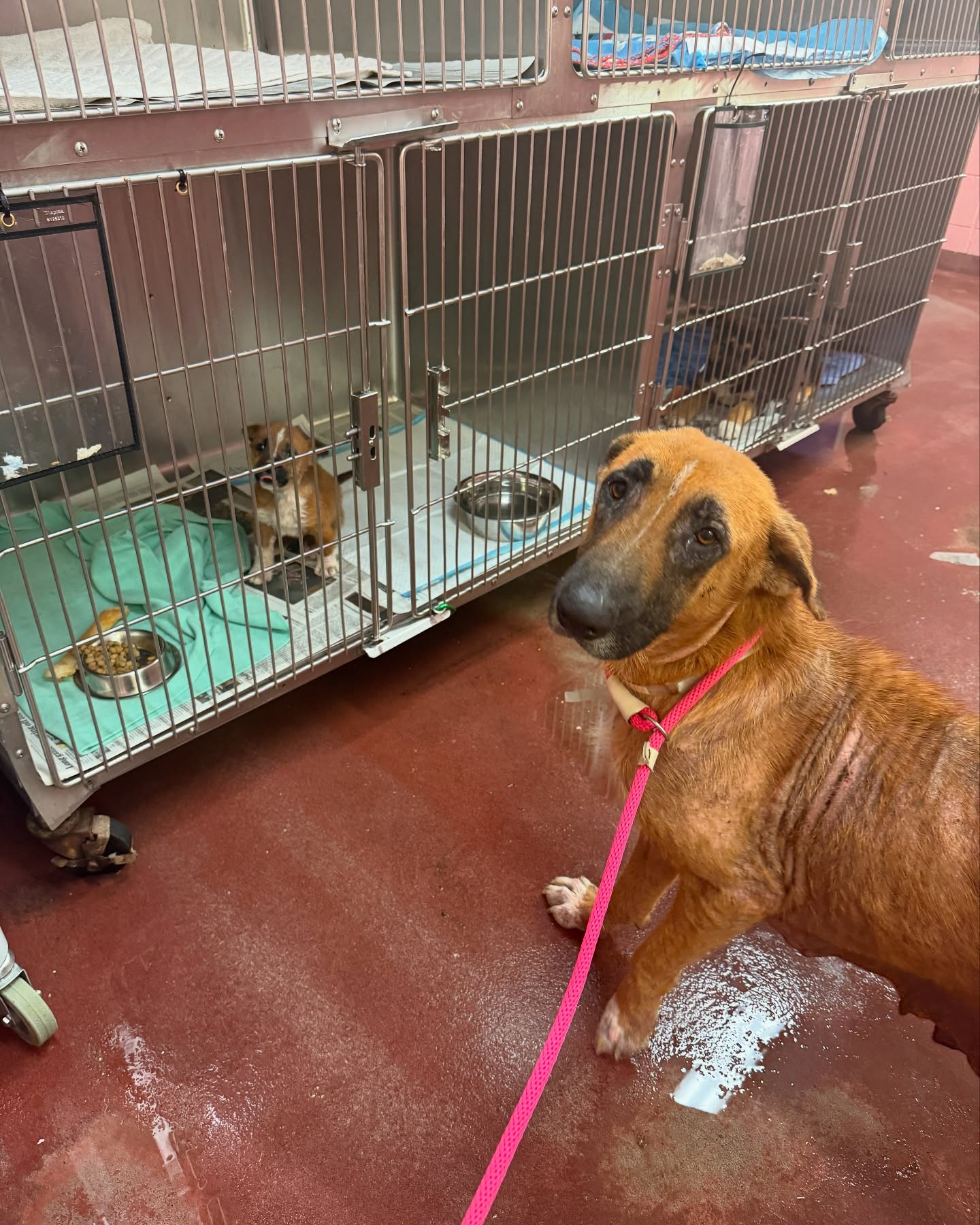 mama dog and puppy reuntied