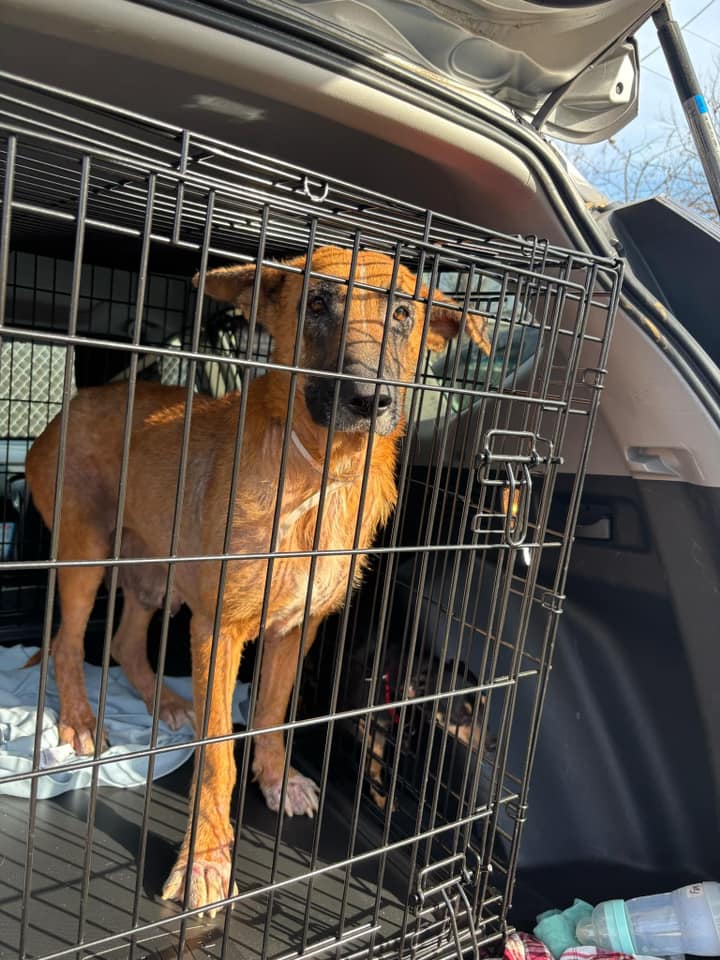 mama dog in a kennel
