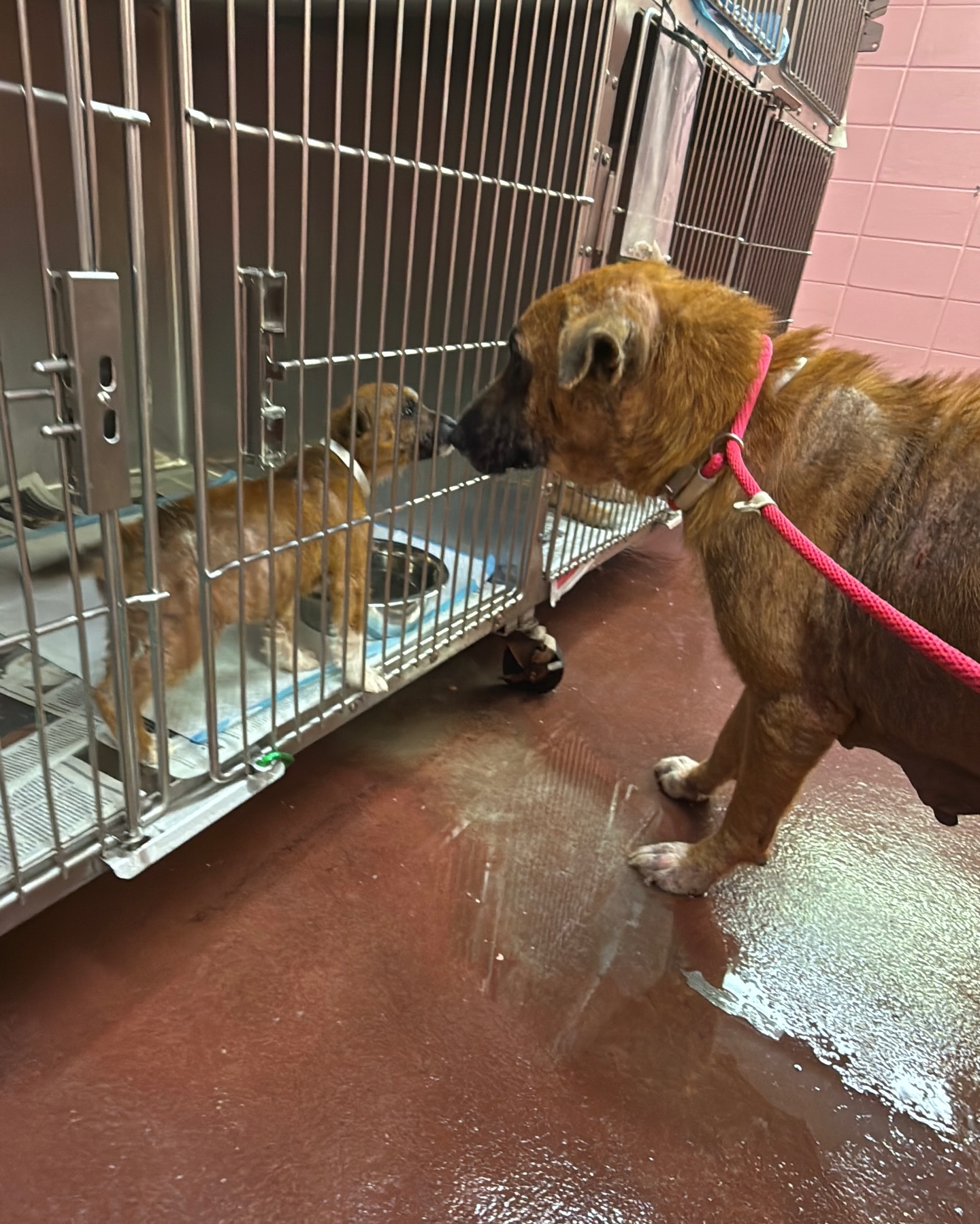 mama dog reuntied with puppy