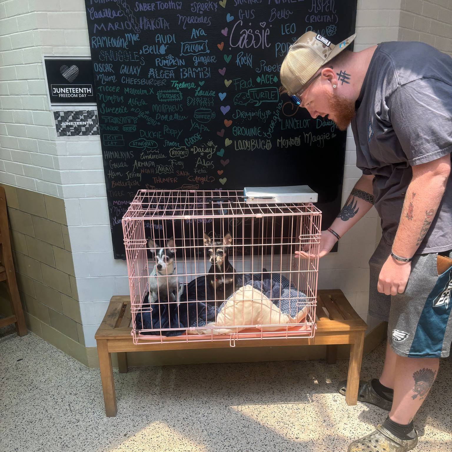 man and dogs in crate