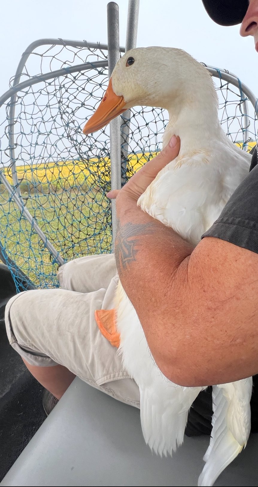 man and goose