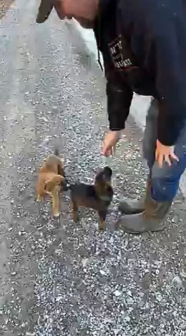 man and two puppies on road
