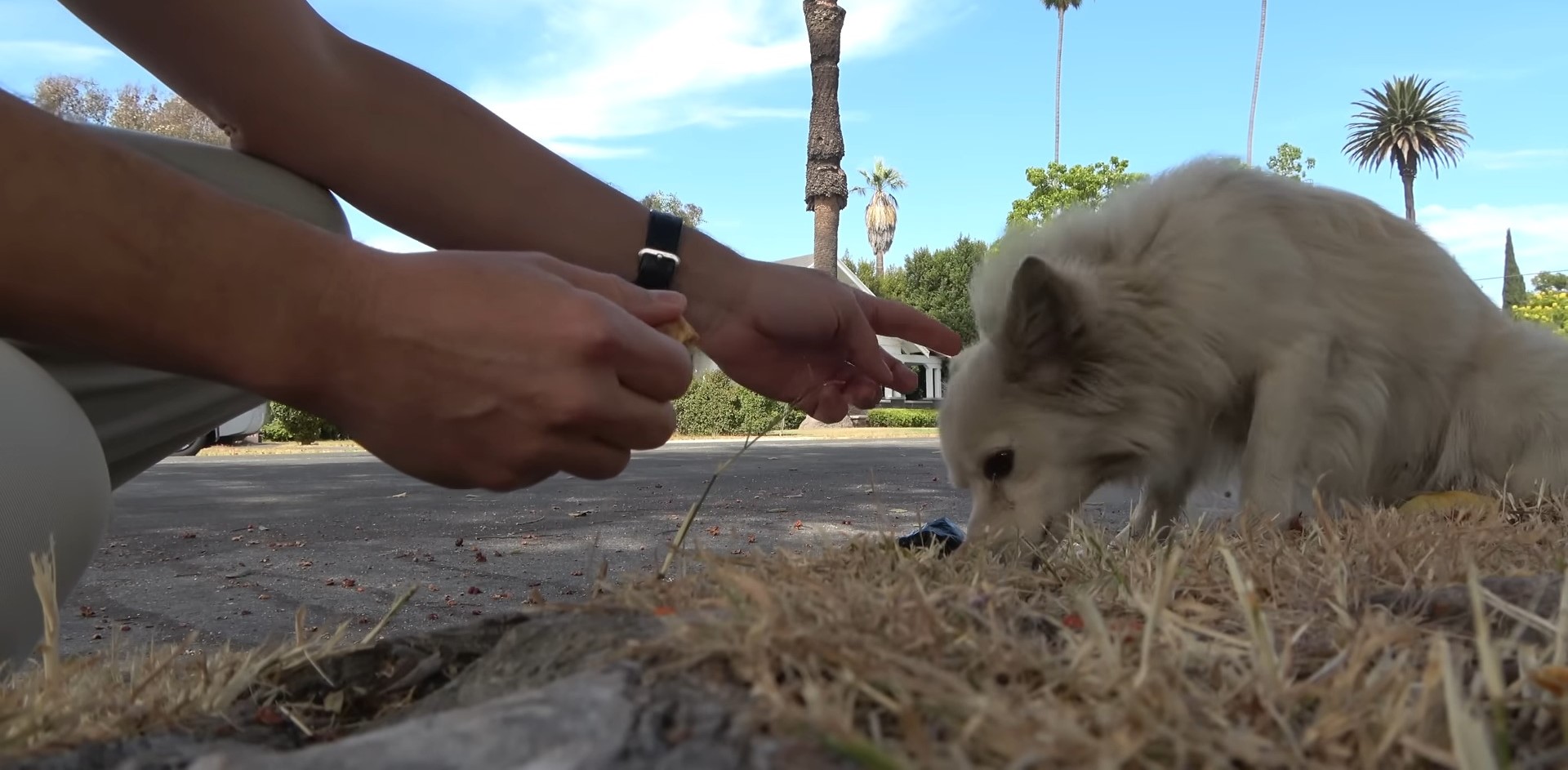 man and white stray dog