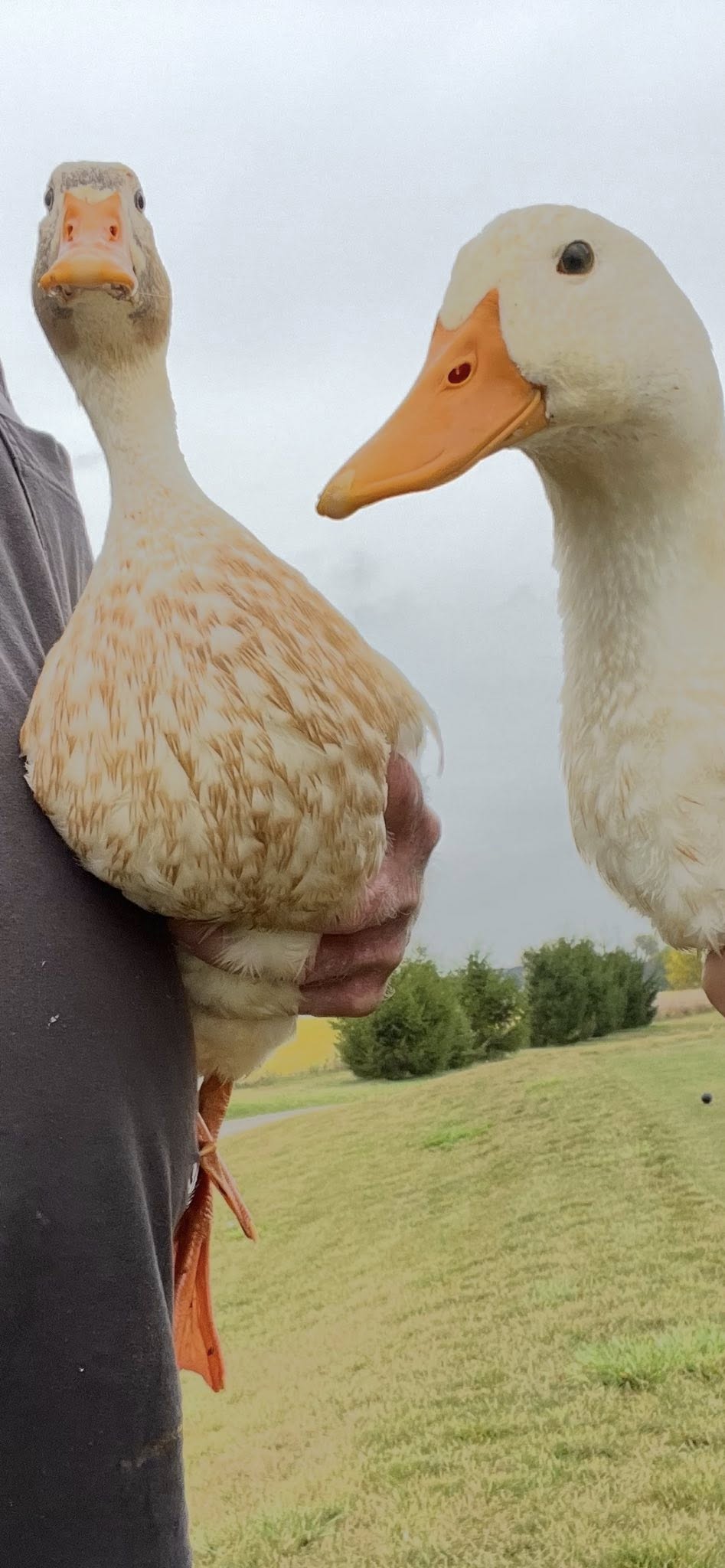 man holding a goose