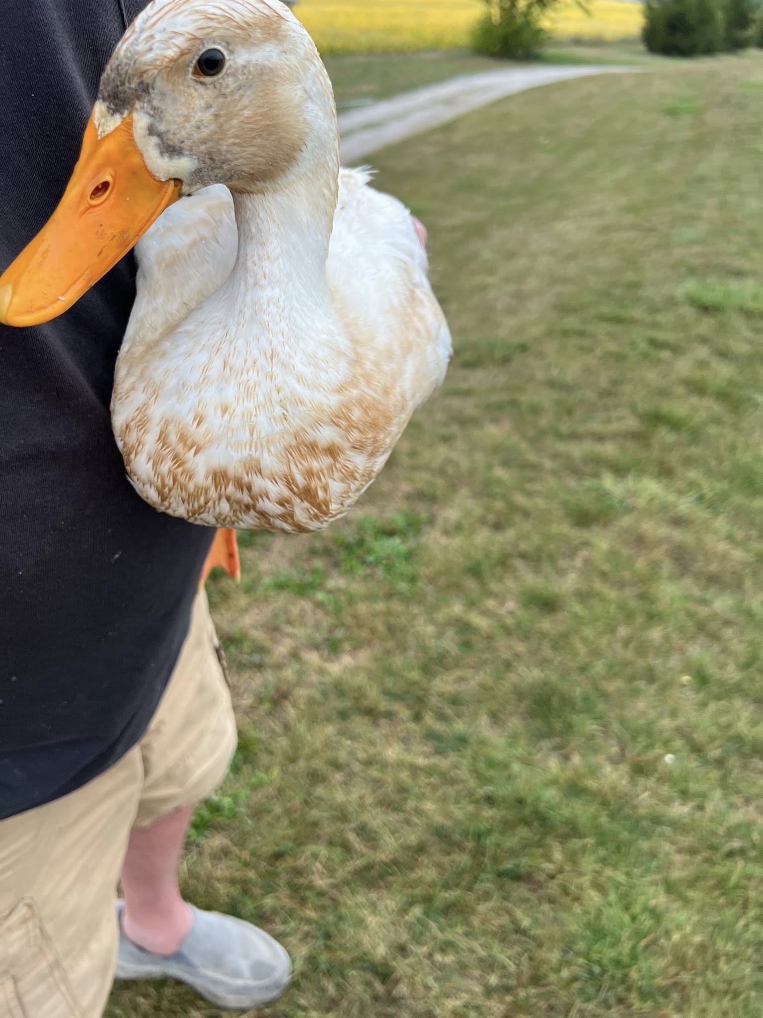 man holding a sweet goose