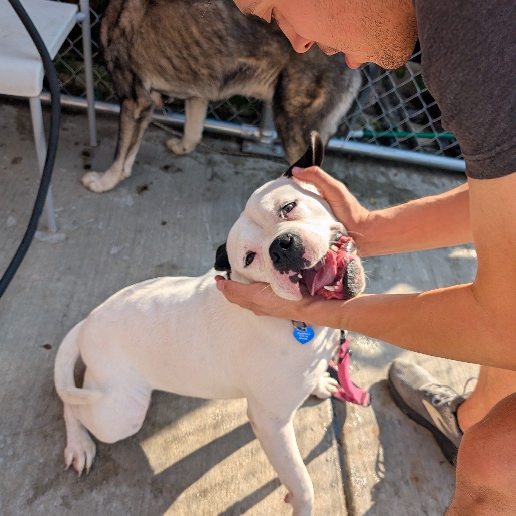 man petting a white dog