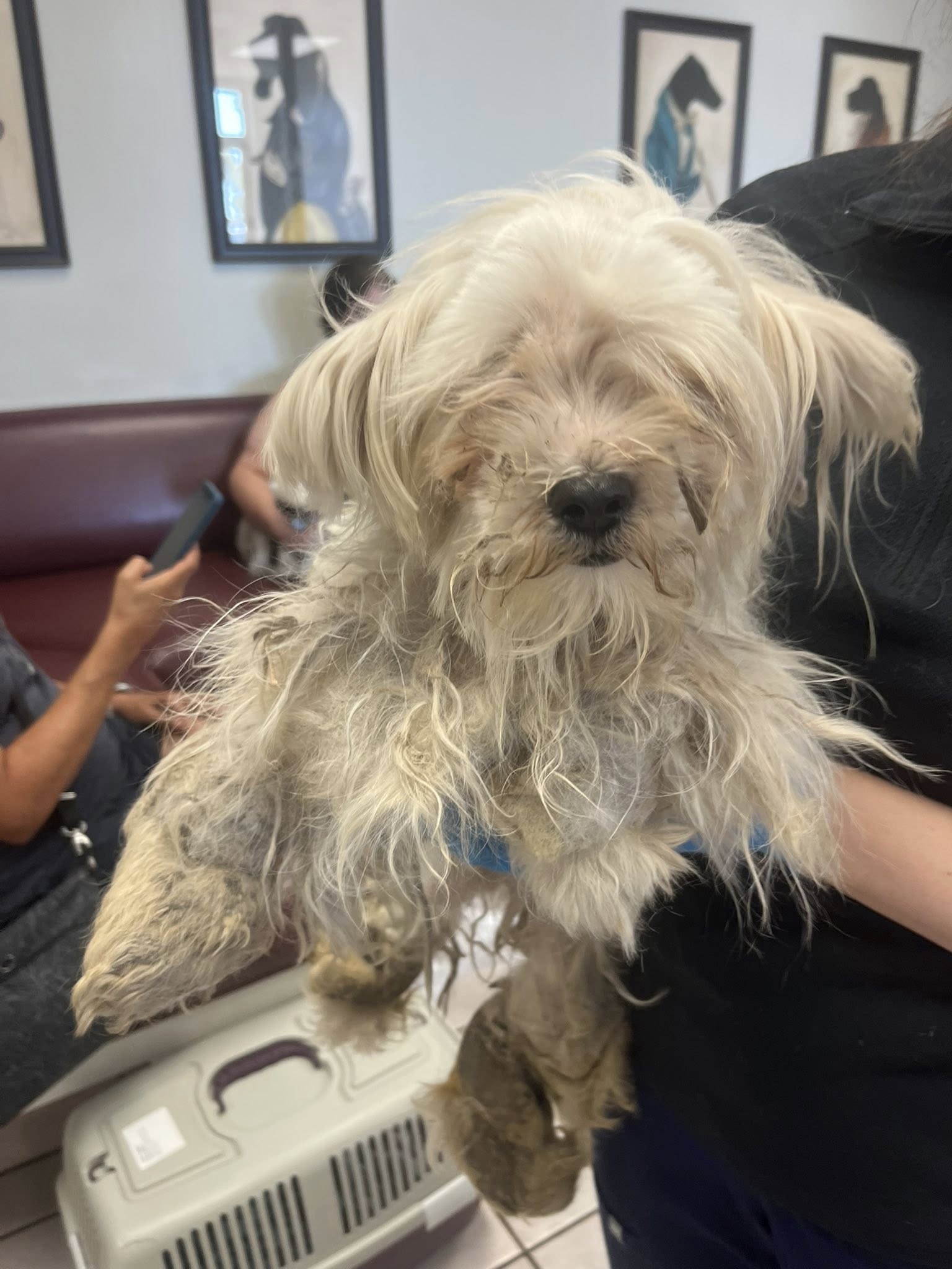 matted dog