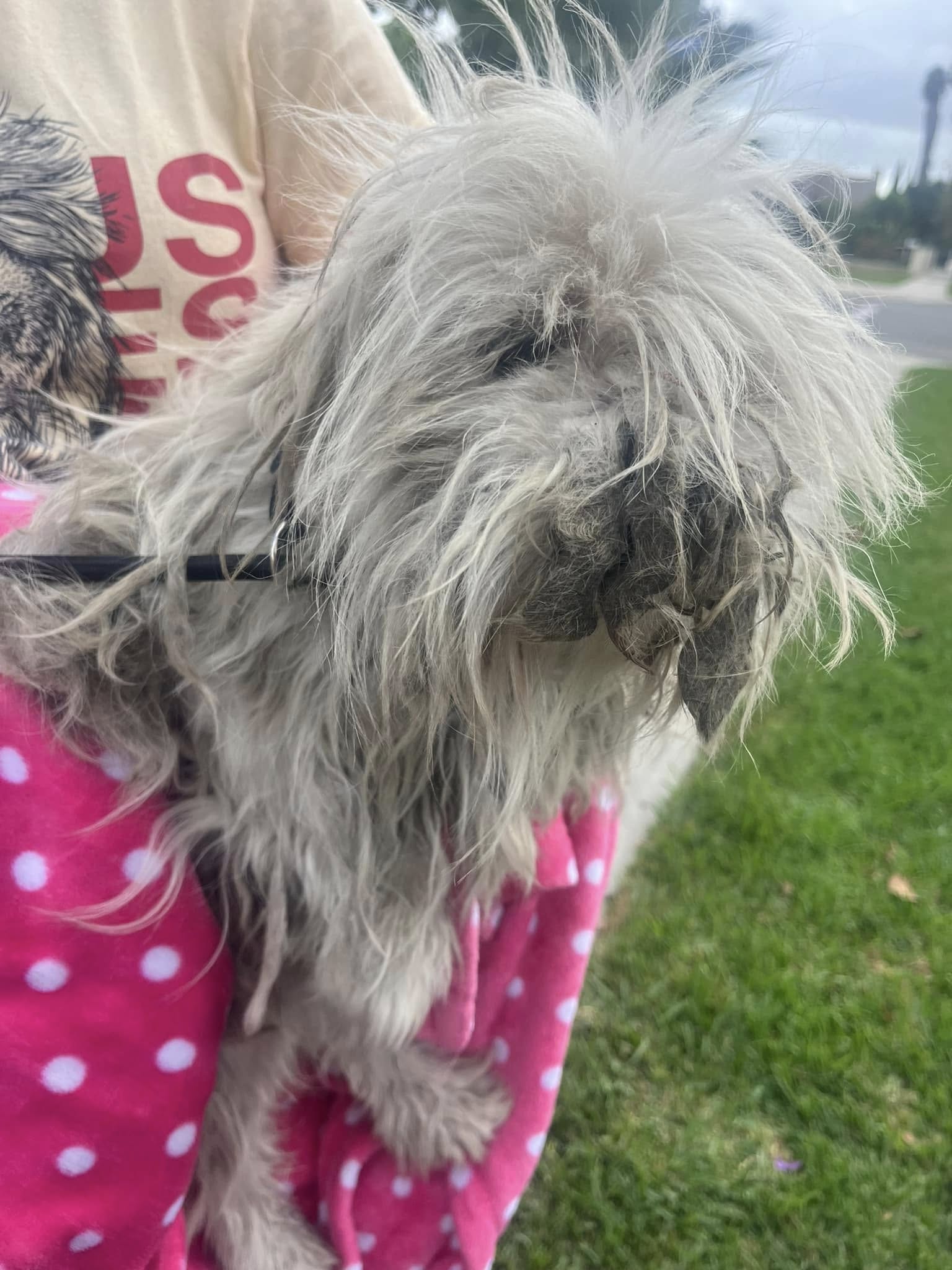 matted dog