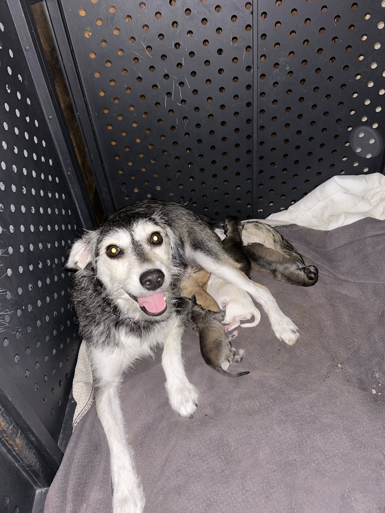mother dog and newborns