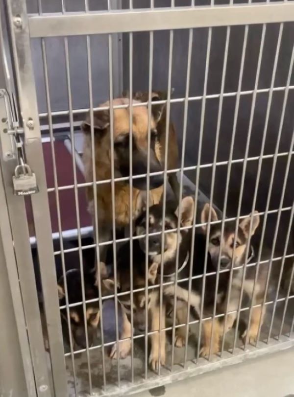 mother dog and puppies in crate