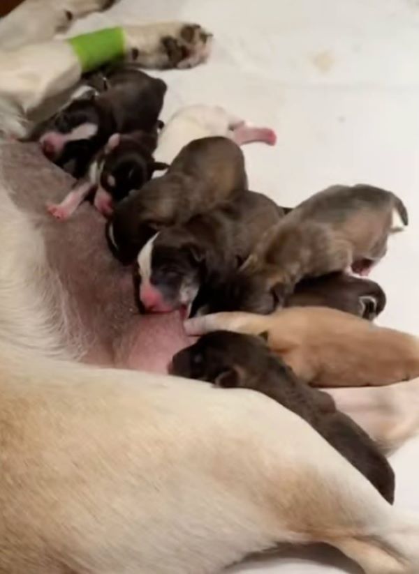 mother dog feeding a newborns