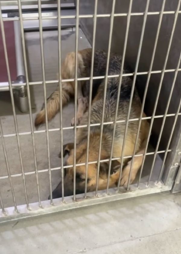 mother dog in shelter