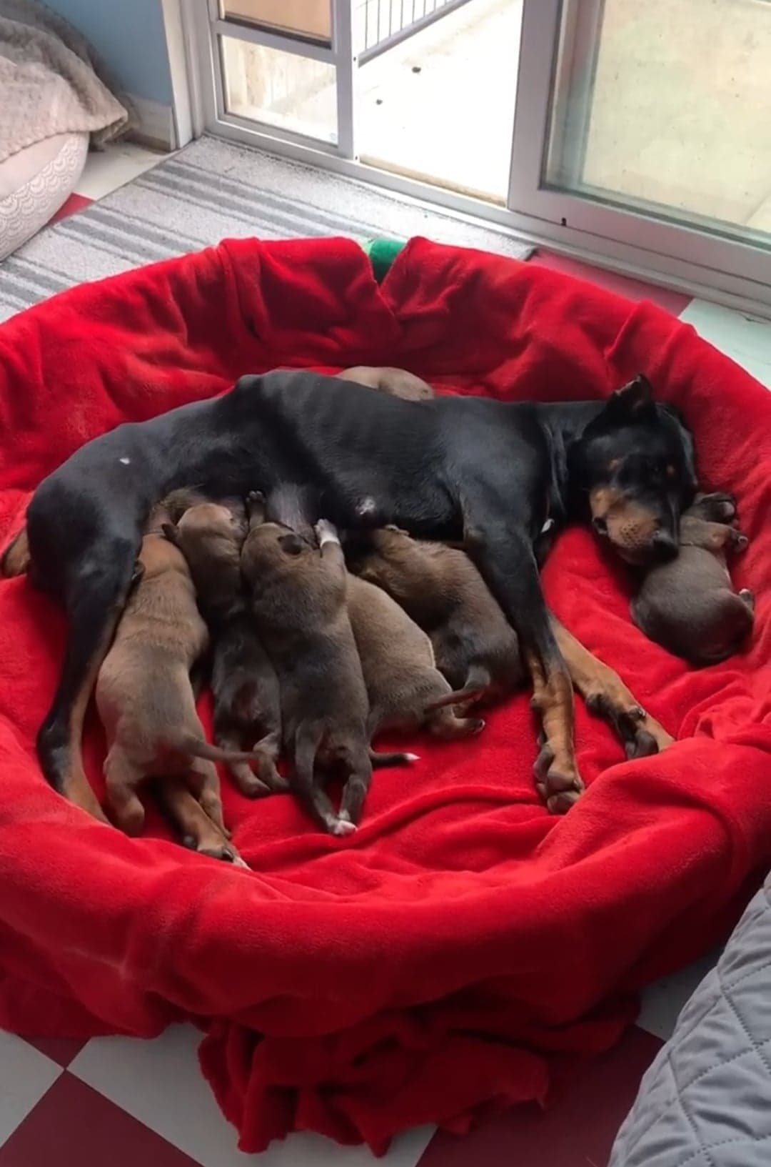 mother dog laying with puppies