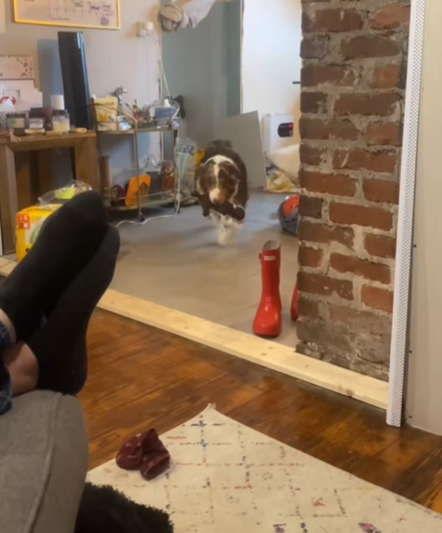 mother dog running