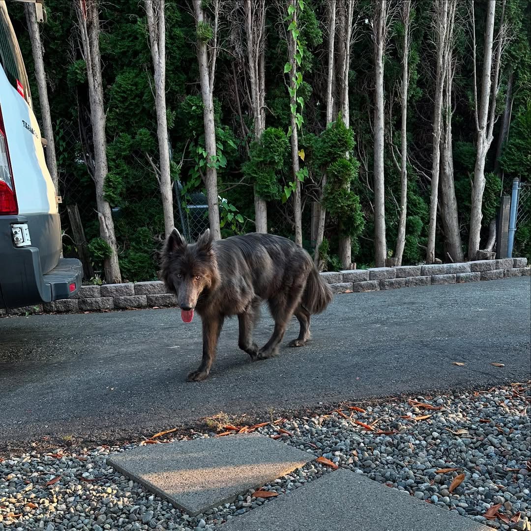 mysterious black dog