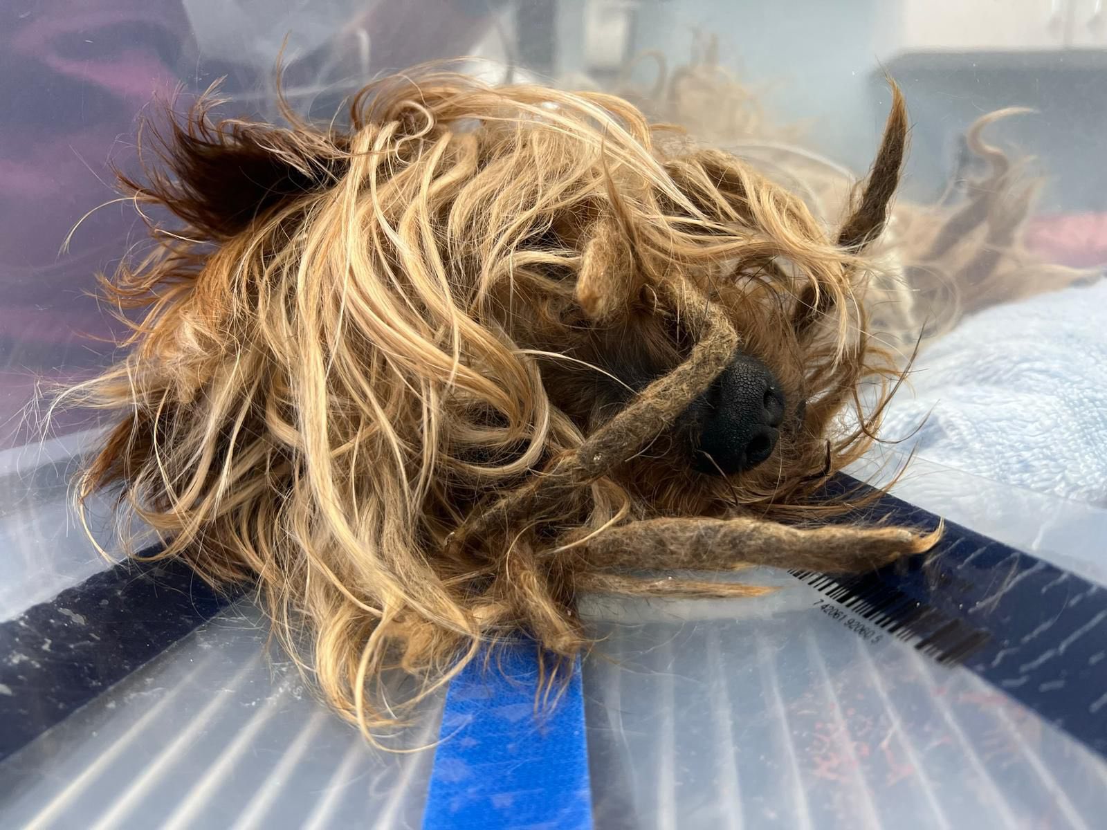 neglected brown dog