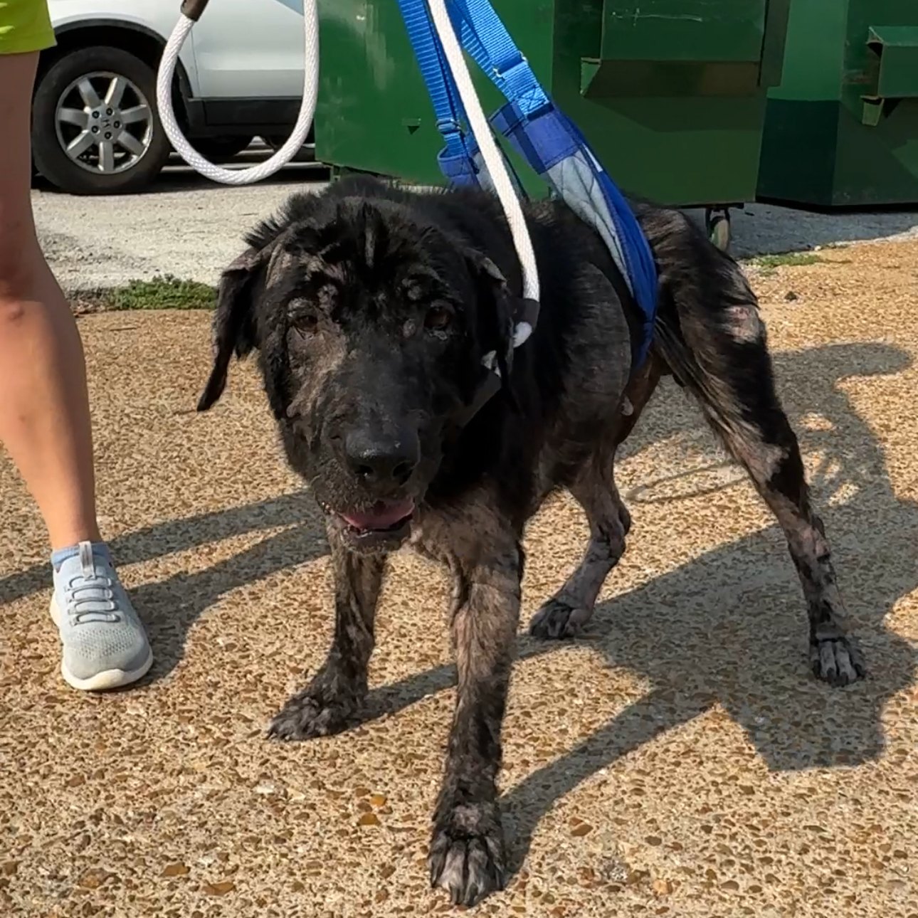 neglected dog on leash