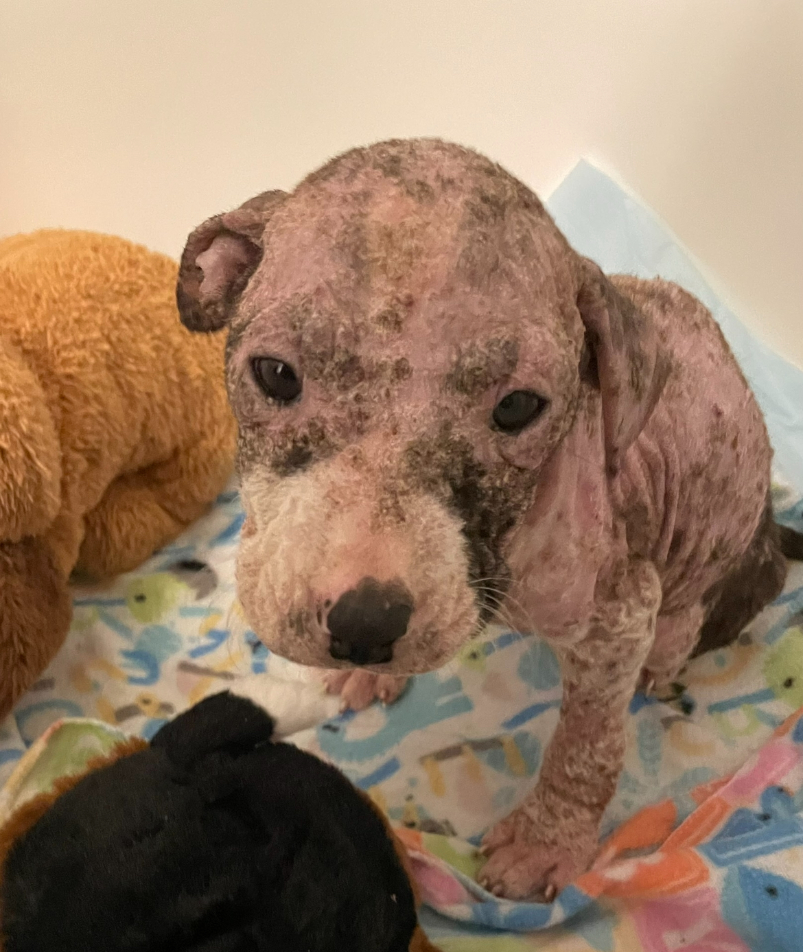 neglected puppy