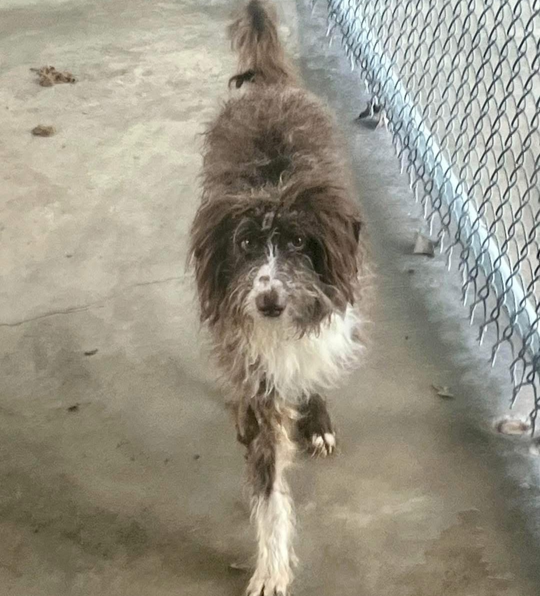 neglected stray dog