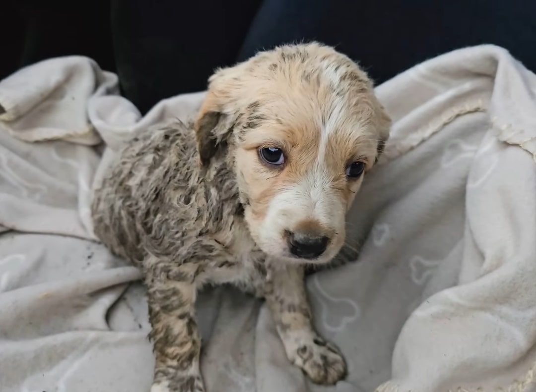 neglected stray puppy