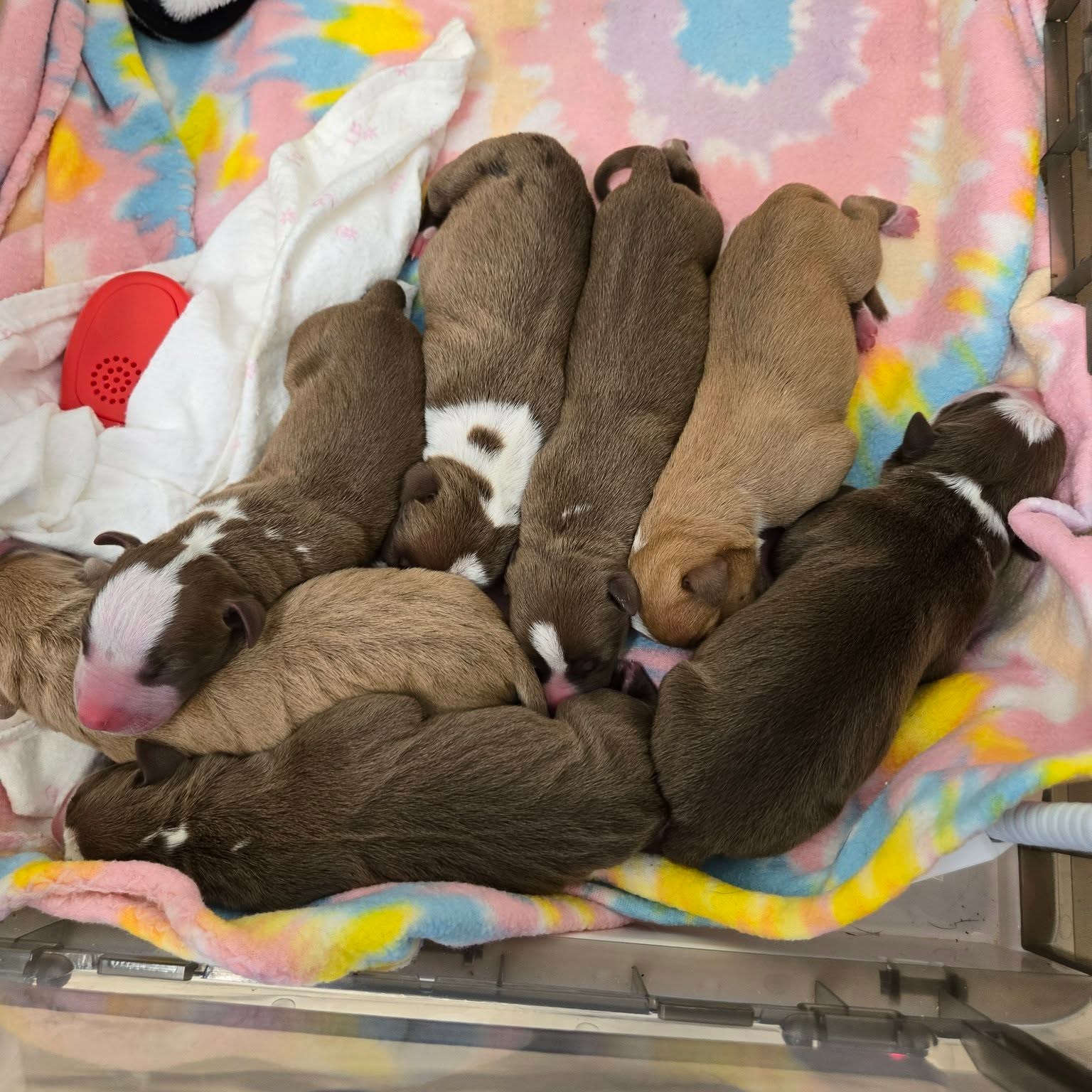 newborn puppies