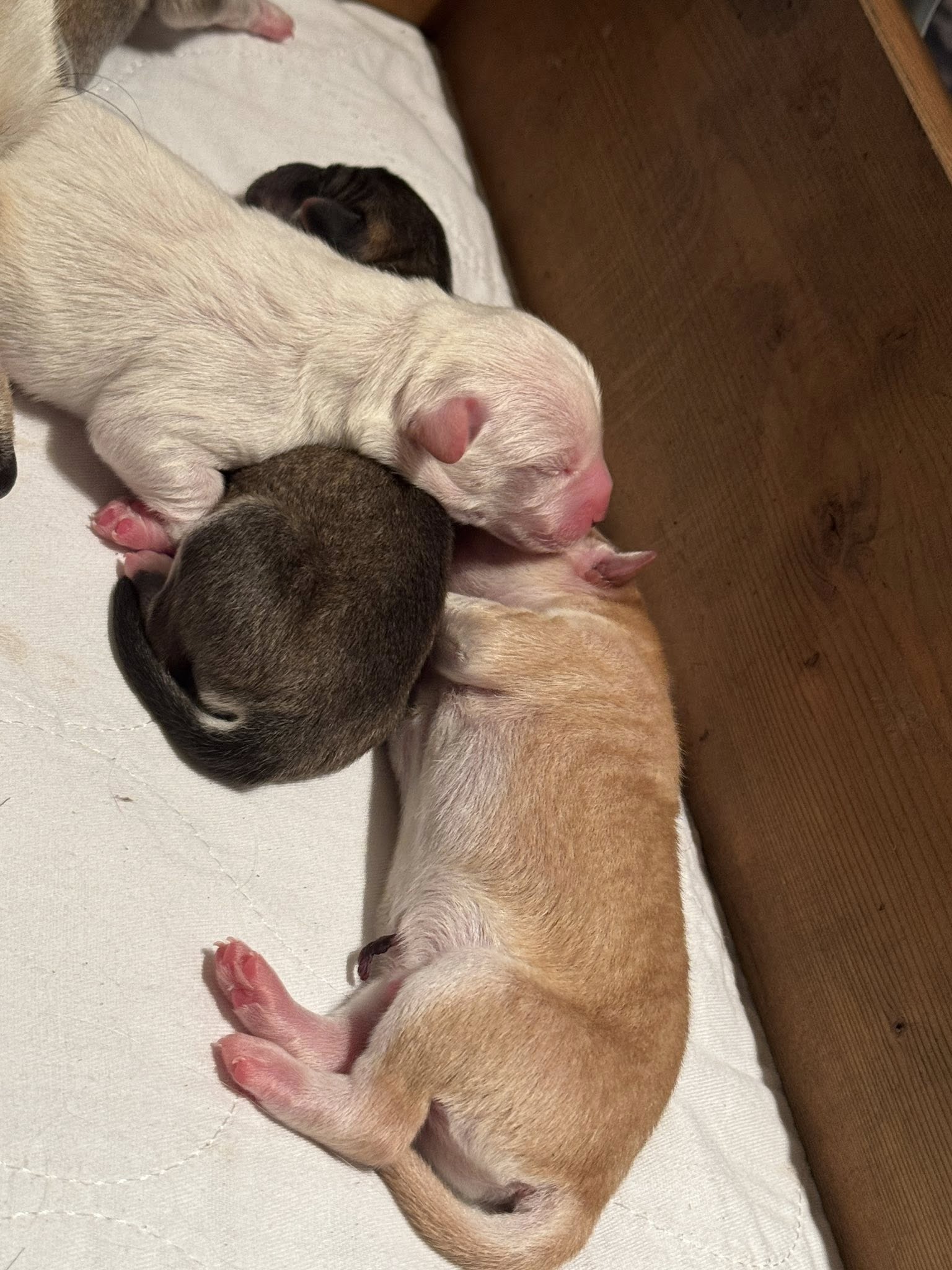 newborn puppies