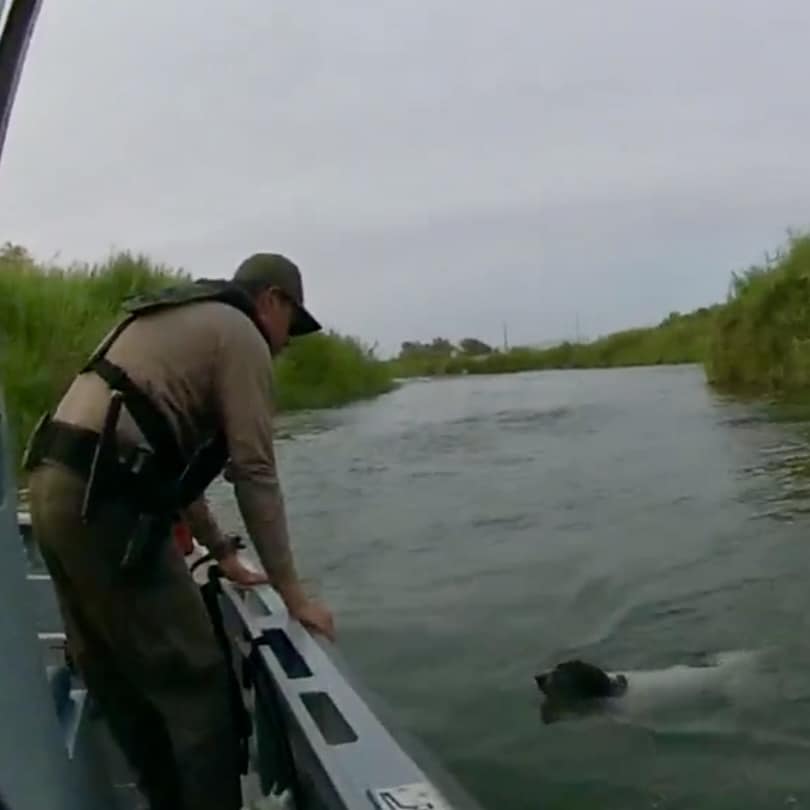 officer looking at dog in water
