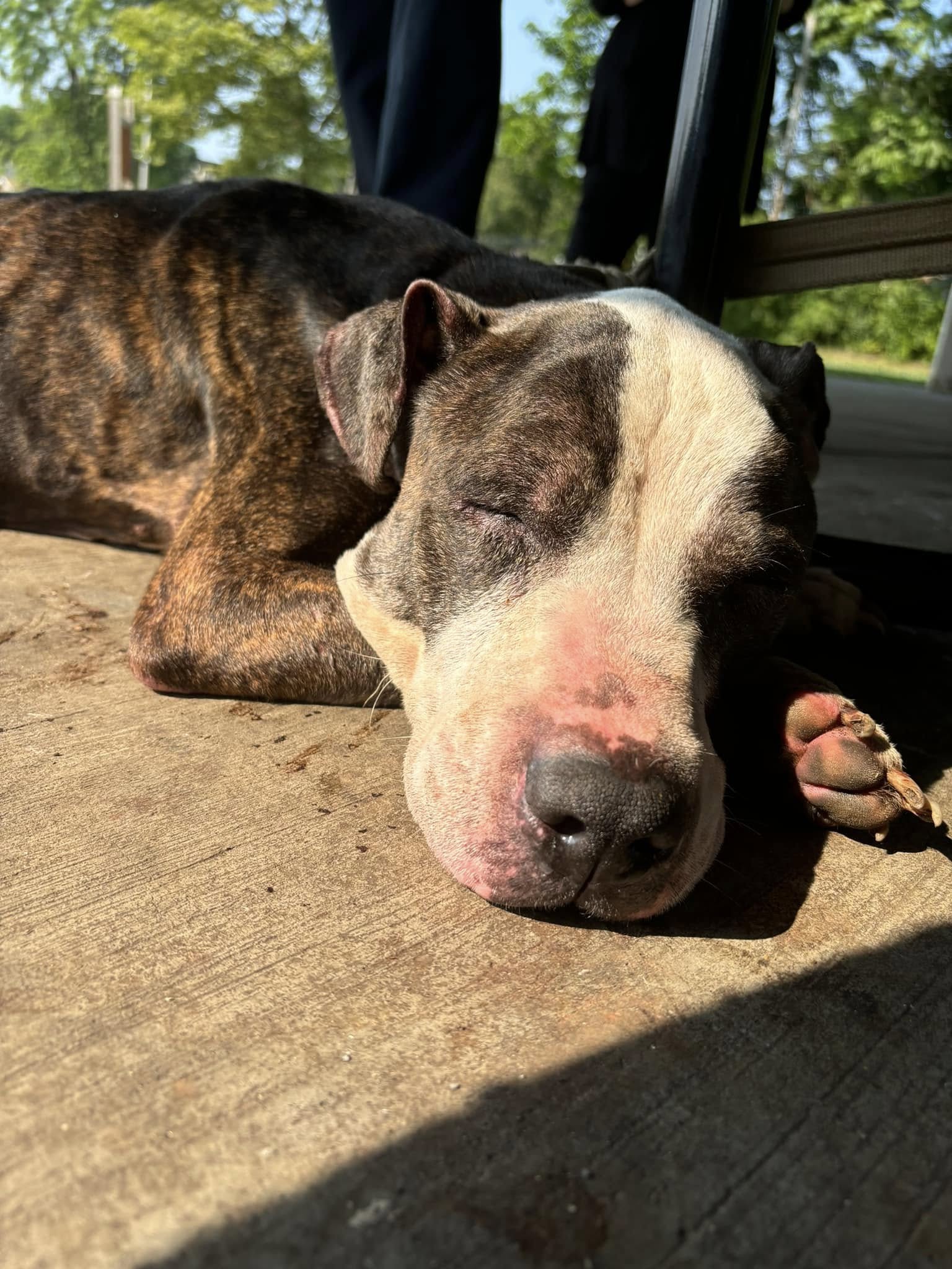 old dog sleeping