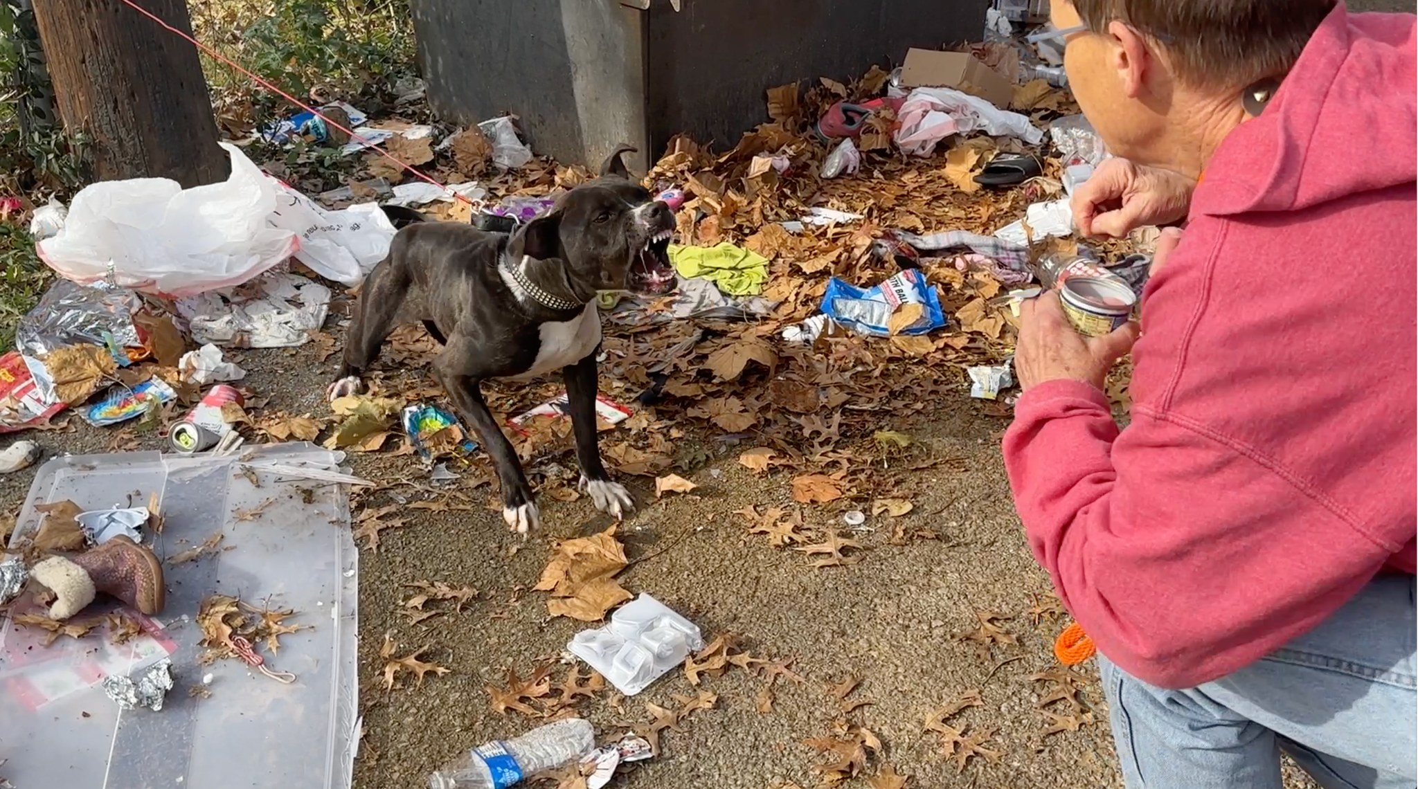 old woman feeding a dog