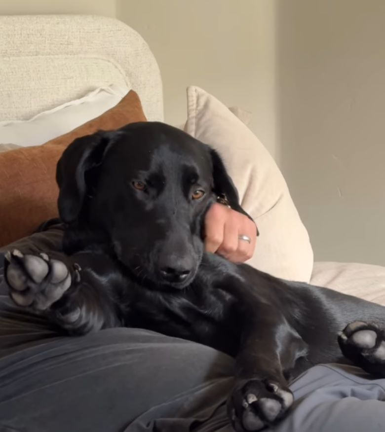 owner and black dog