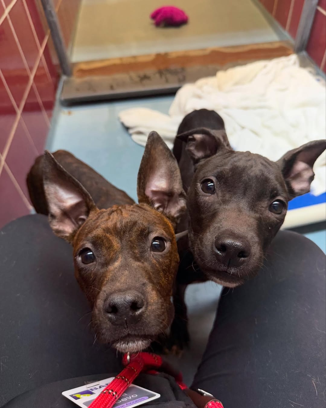 owner and two black puppies