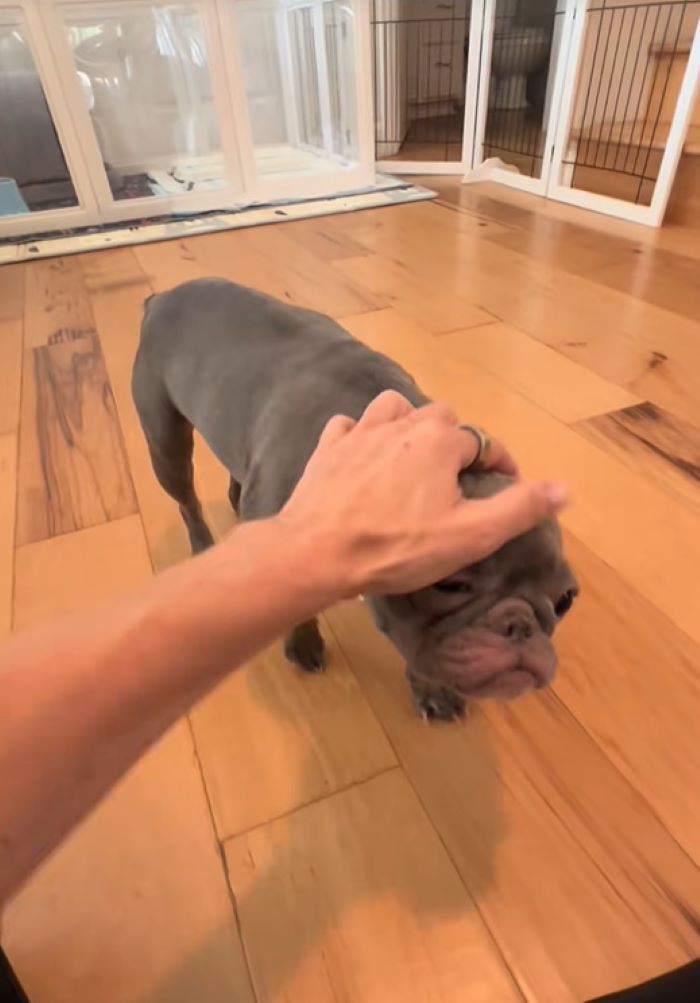 owner petting a deaf dog