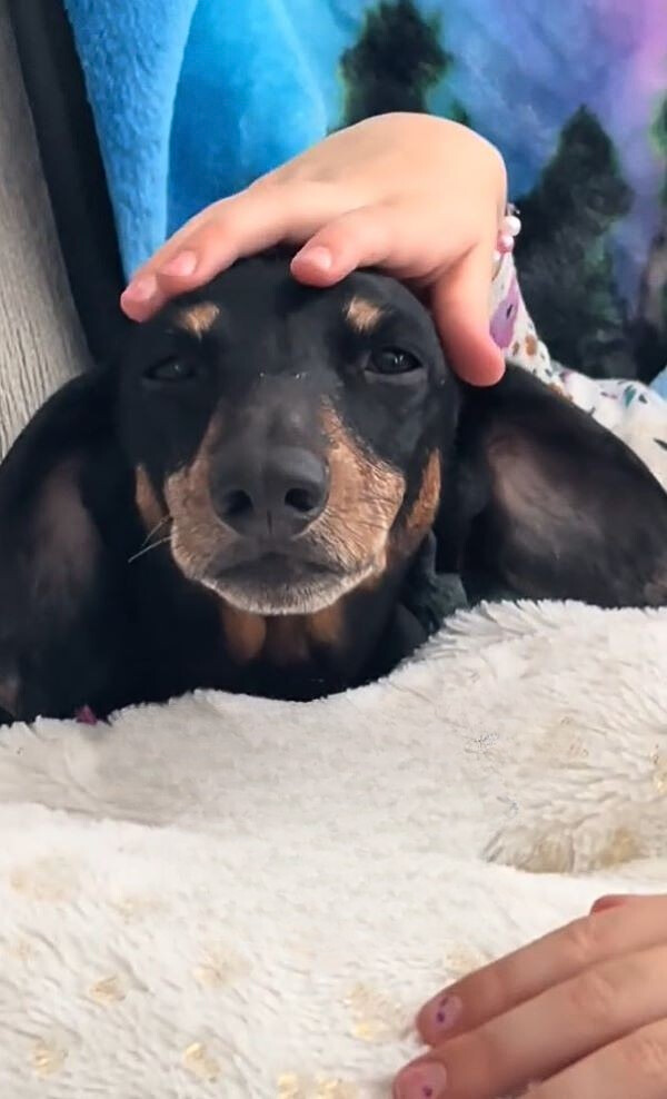 owner petting a sweet black dog