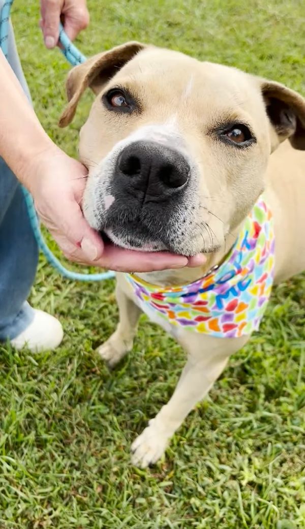 owner petting a wonderful dog