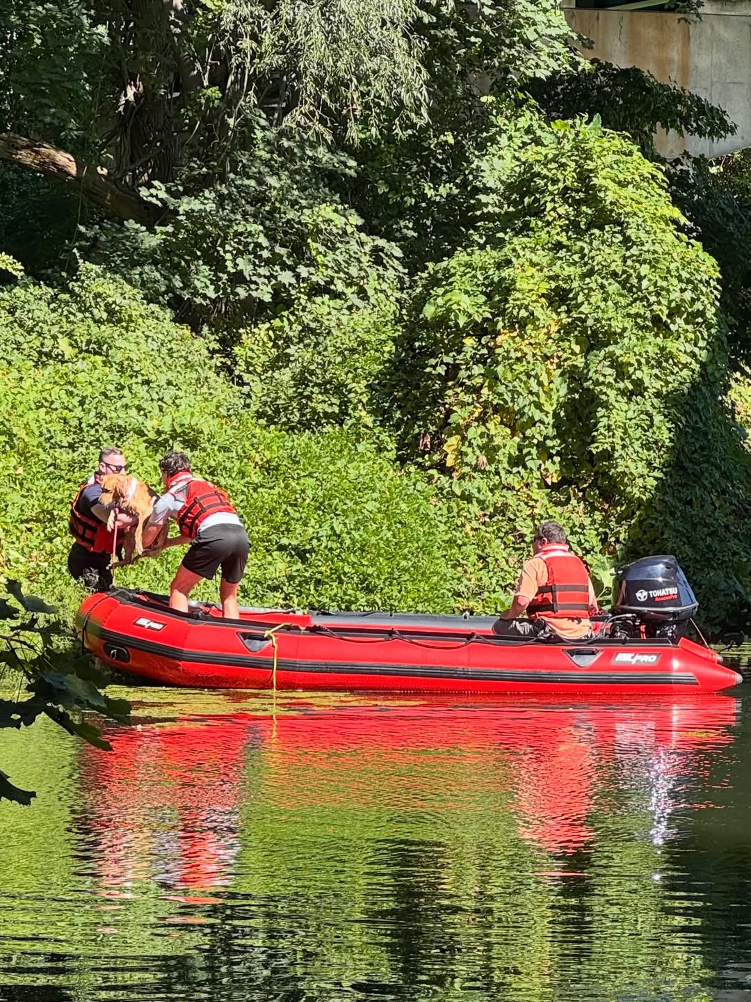 people saving a dog
