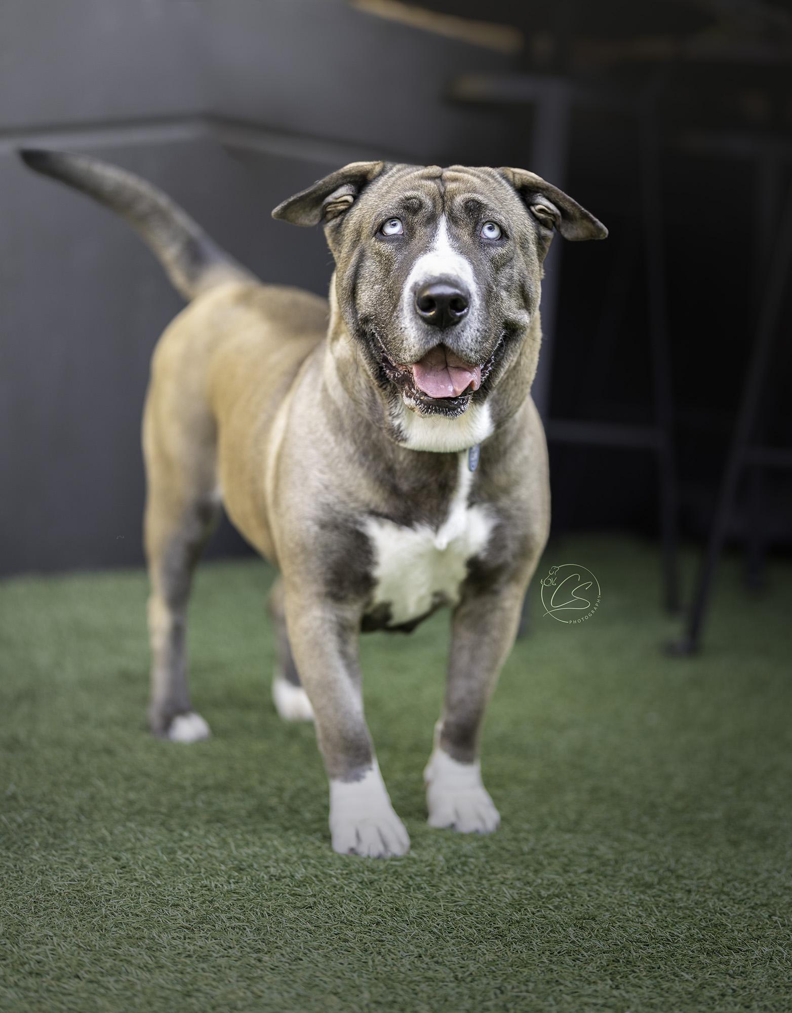 photo of a dog