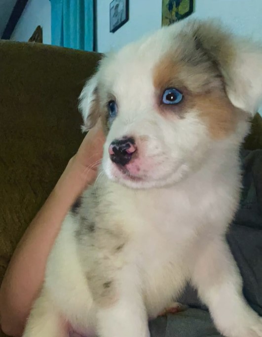 photo of adopted puppy