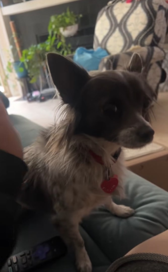 photo of dog lying