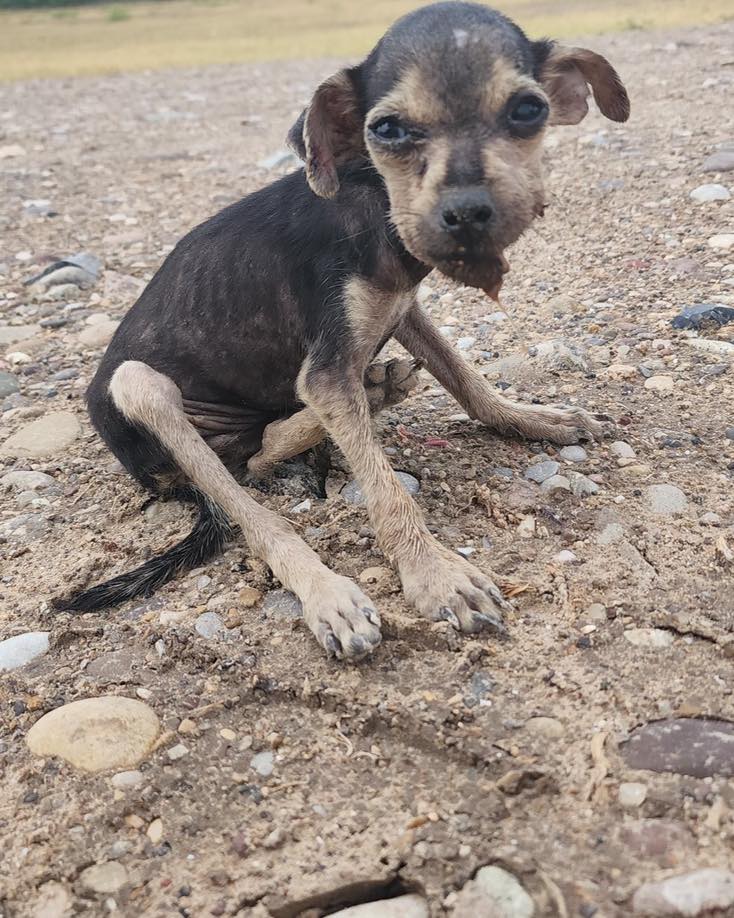 photo of emaciated puppy