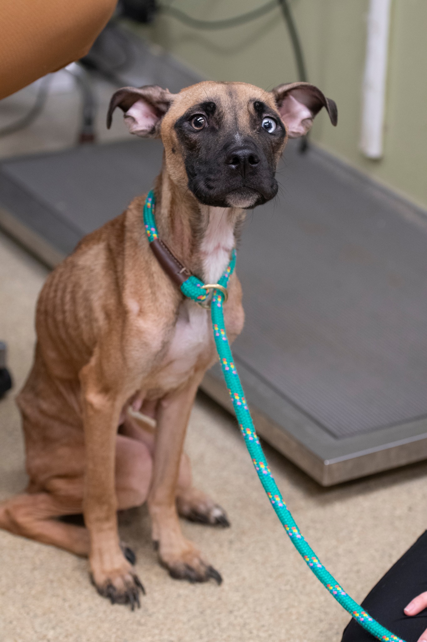 photo of malnourished dog