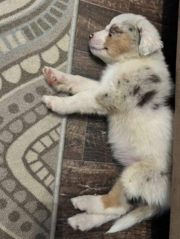 photo of puppy lying