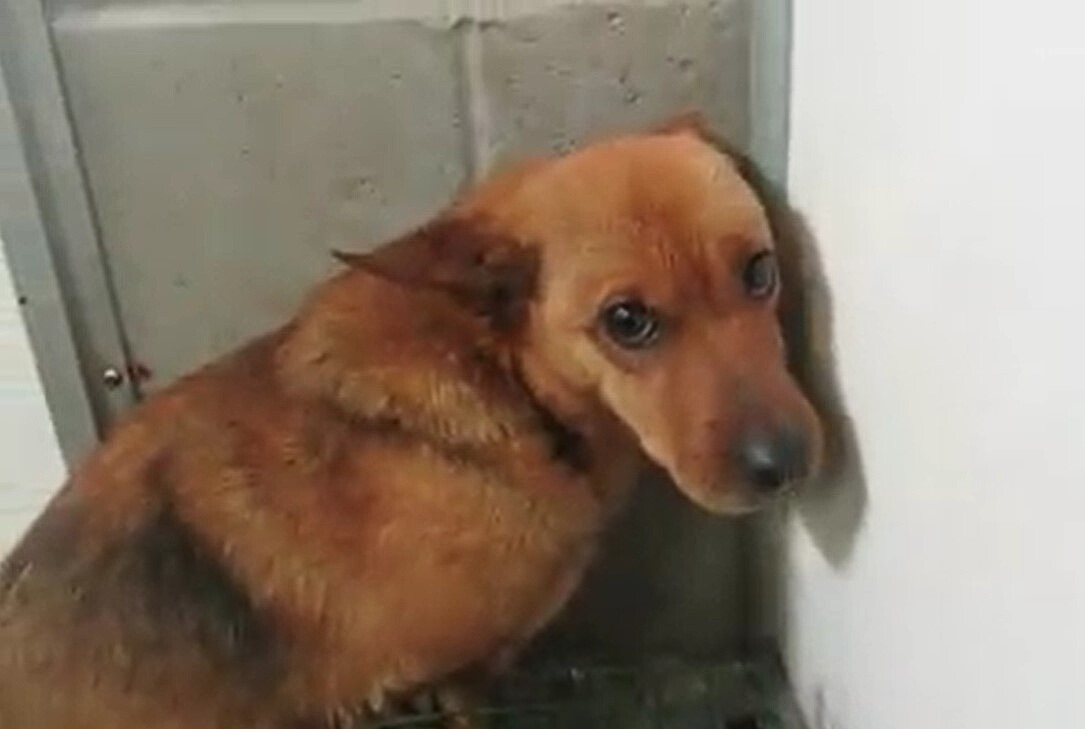 photo of terrified dog