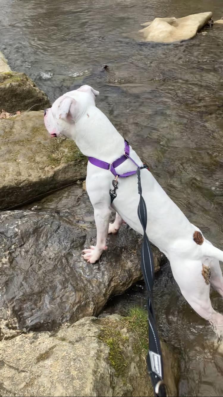 pit bull by the river