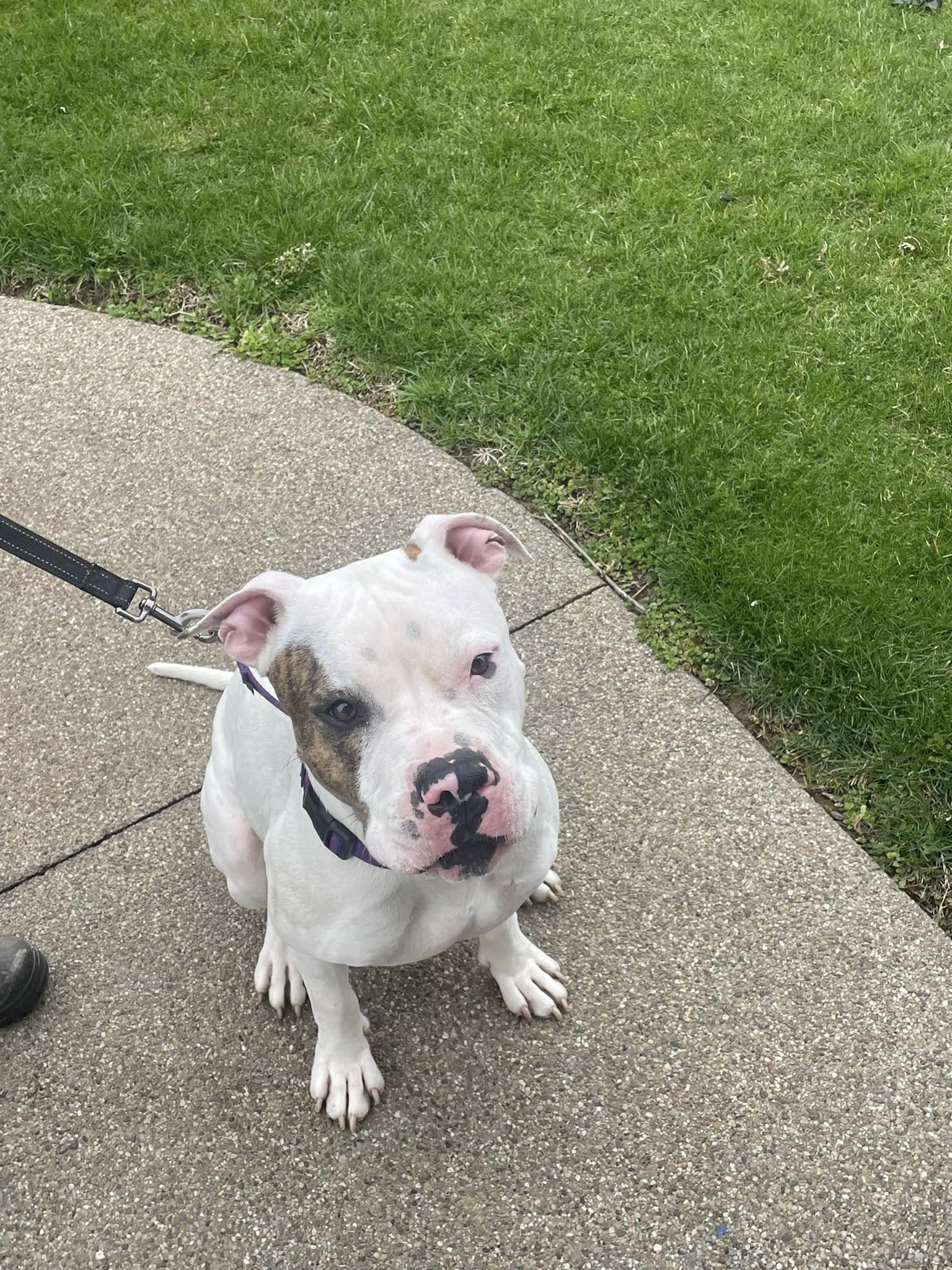 pit bull sitting