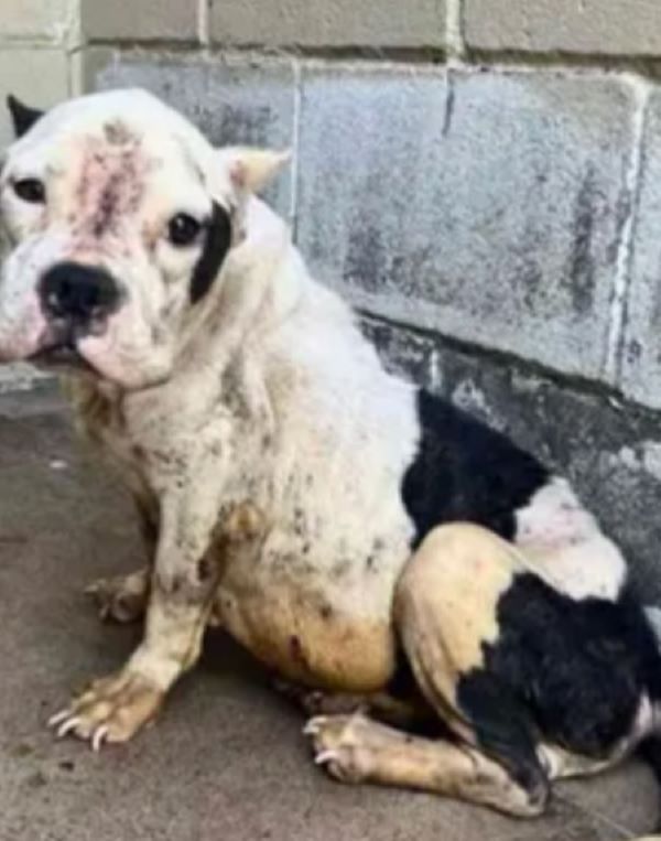 pregnant dog