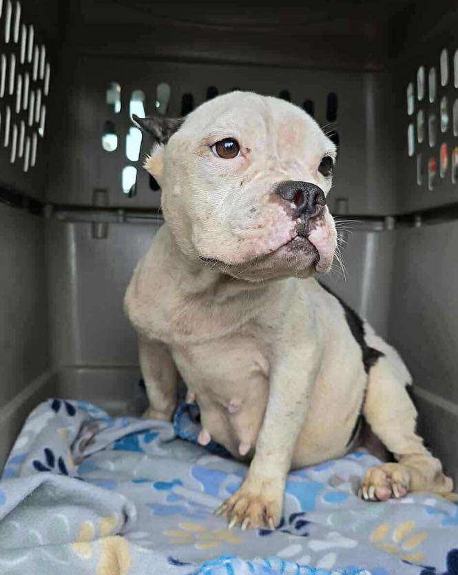 pregnant dog in crate