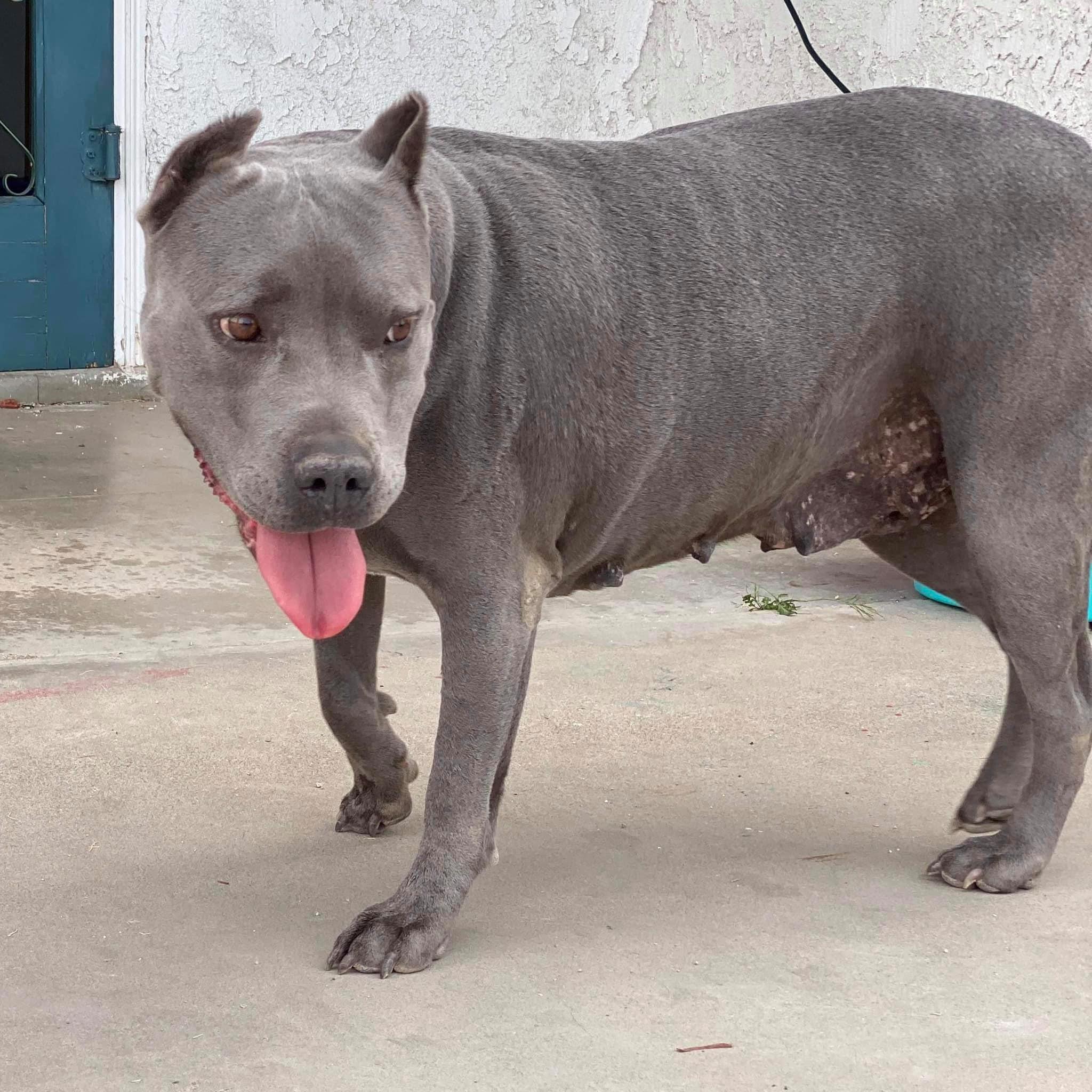 pregnant gray dog