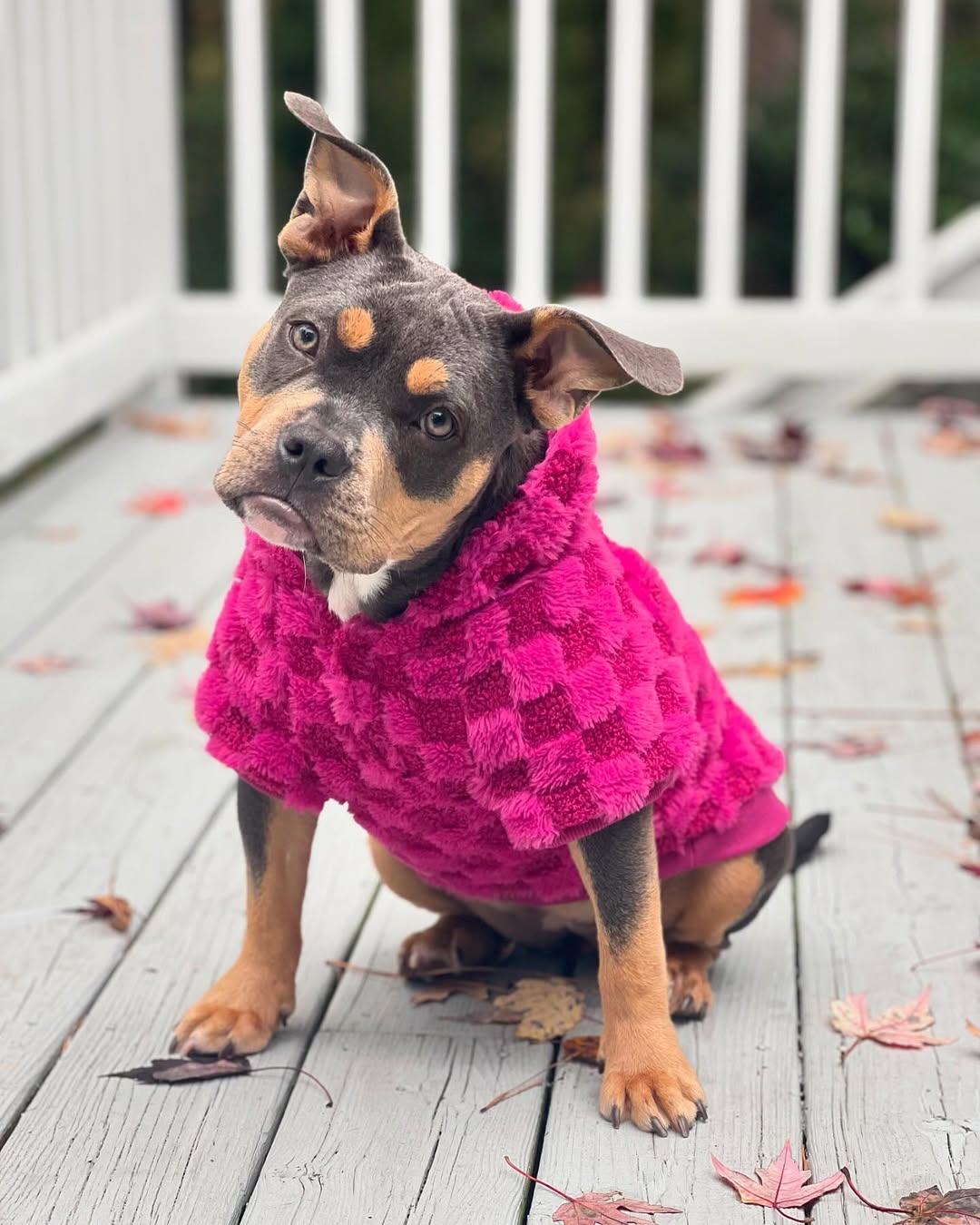 pup in a pink jacket